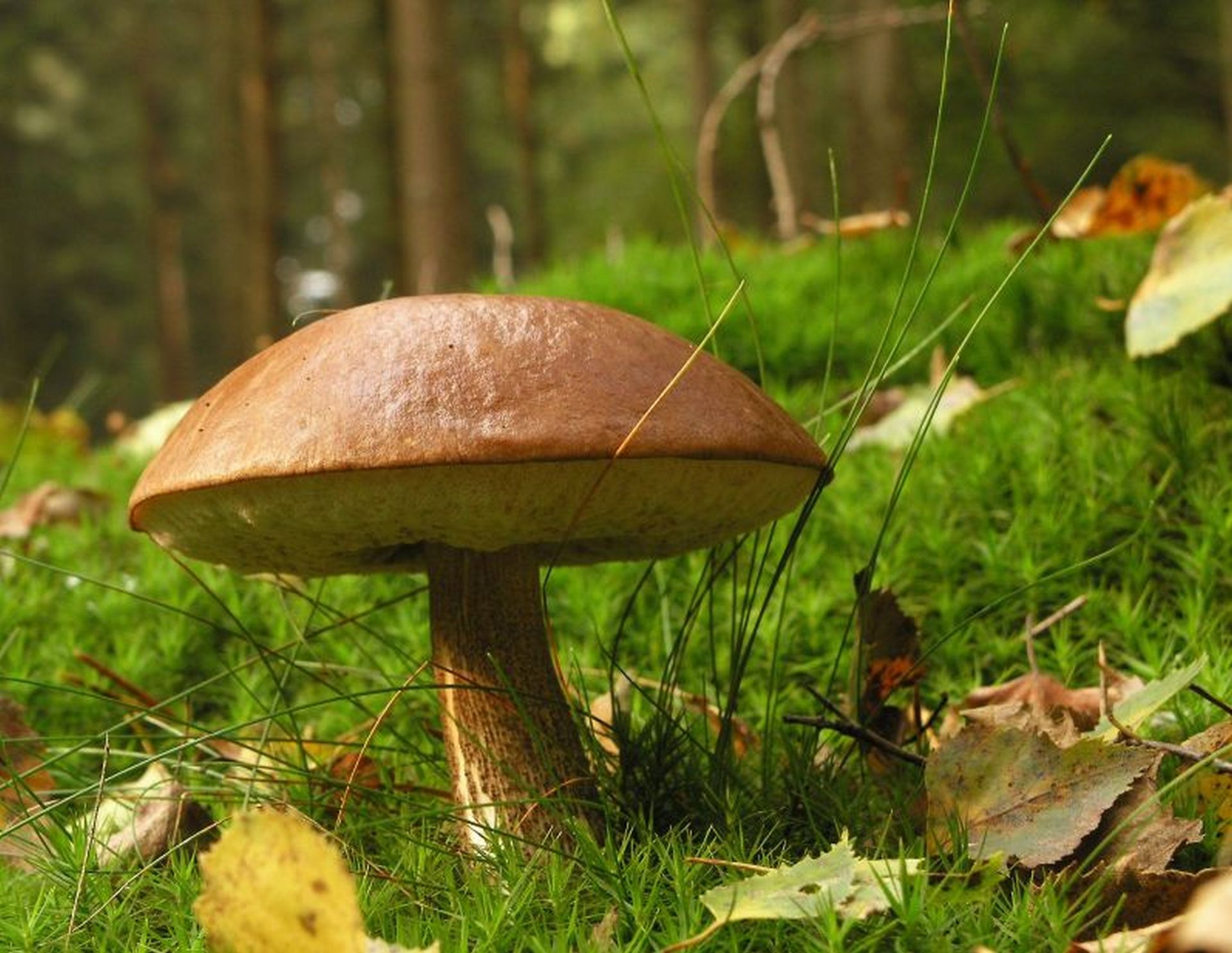 ein pilz auf waldgrund