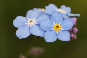 Closeup on the fragile looking blue and yellow forget-me-not flower, Myosotis arvense